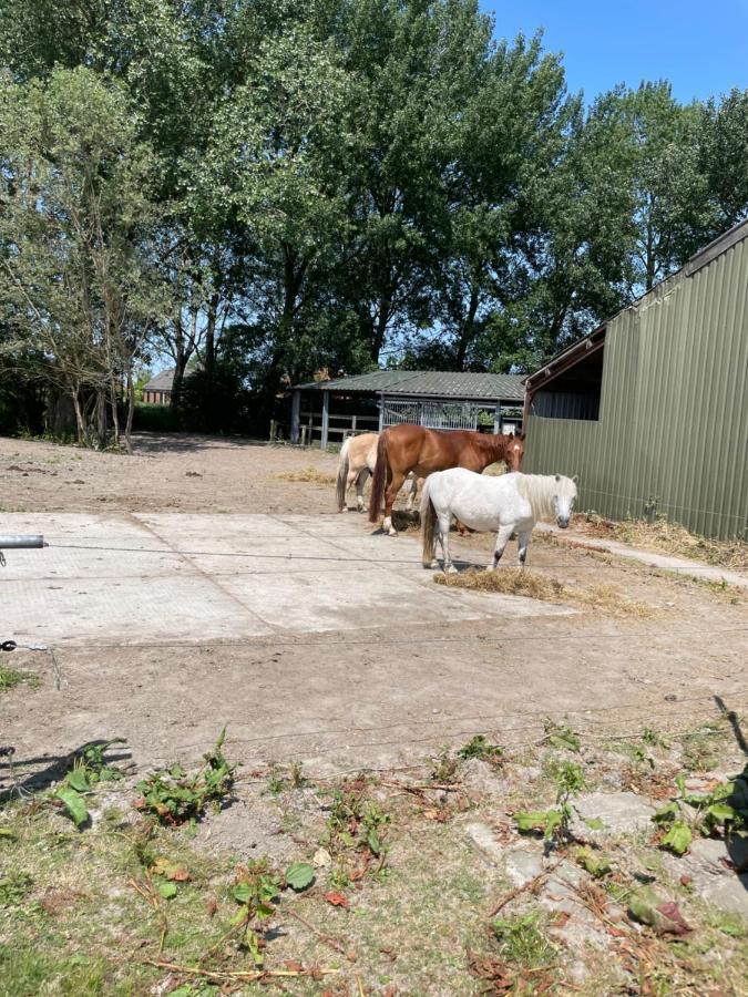 The Horse Farm Bed & Breakfast Garnwerd Ngoại thất bức ảnh